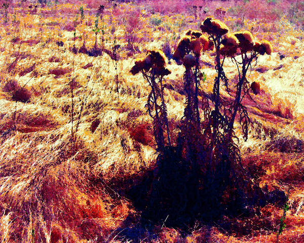 Thistles Art Print featuring the photograph Thistles in a Summer Field by Timothy Bulone