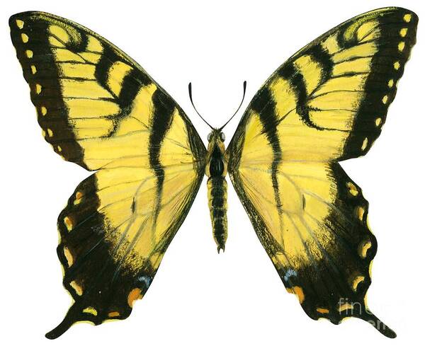 No People; Horizontal; Full Length; White Background; One Animal; Wildlife; Symmetry; Close Up; Illustration And Painting; Zoology; Butterfly; Wing; Antenna; Animal Pattern; Tiger Swallowtail; Papilio Glaucus; Yellow Art Print featuring the drawing Tiger swallowtail by Anonymous