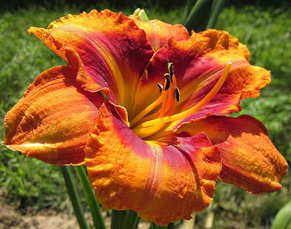Tigger Daylily Art Print featuring the photograph Tigger Daylily by MTBobbins Photography