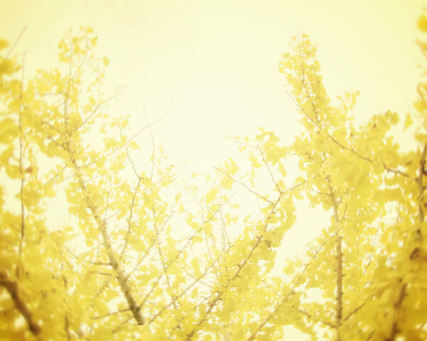 Yellow Tree Art Print featuring the photograph Time After Time by Amy Tyler