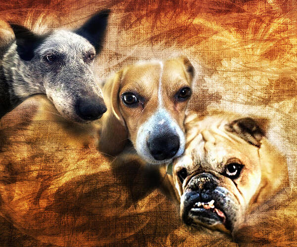 Dog Art Print featuring the photograph Trio by Camille Lopez