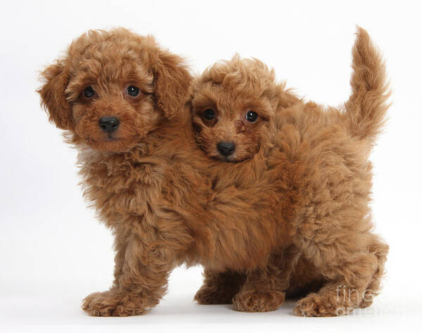 Nature Art Print featuring the photograph Two Cute Red Toy Poodle Puppies by Mark Taylor