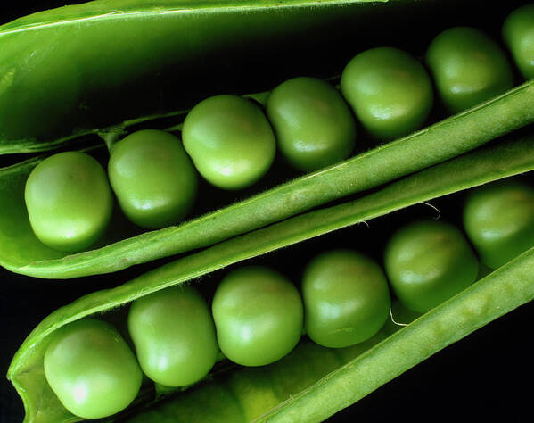 Pea Pod Art Print featuring the photograph Two Open Pea Pods by Adam Hart-davis/science Photo Library