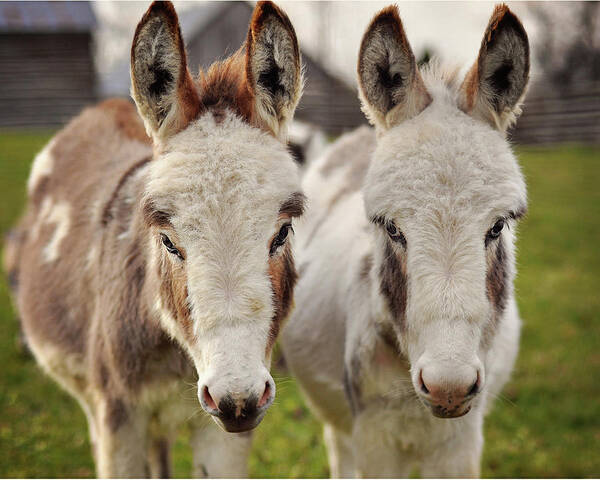 Grass Art Print featuring the photograph Two Sweet Donkeys by Image By Sherry Galey
