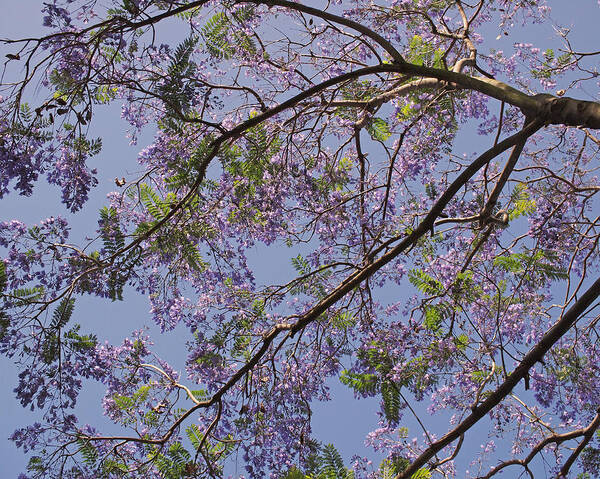 Jacaranda Art Print featuring the photograph Under the Jacaranda Tree by Rona Black