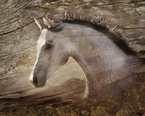 Spirited Horses Art Print featuring the photograph UNO by Melinda Hughes-Berland