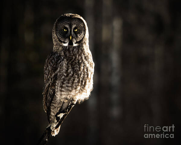 Owl Art Print featuring the photograph Unshaken by Lori Dobbs