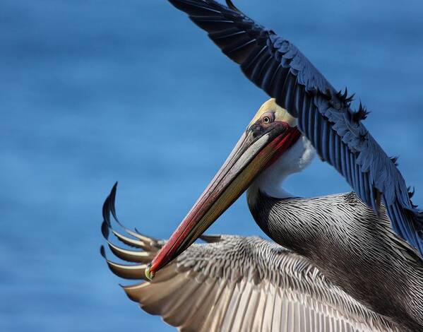 Pelican Art Print featuring the photograph Up close and personal by Nathan Rupert