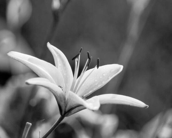 White Art Print featuring the photograph Vintage Lily by Bill Pevlor