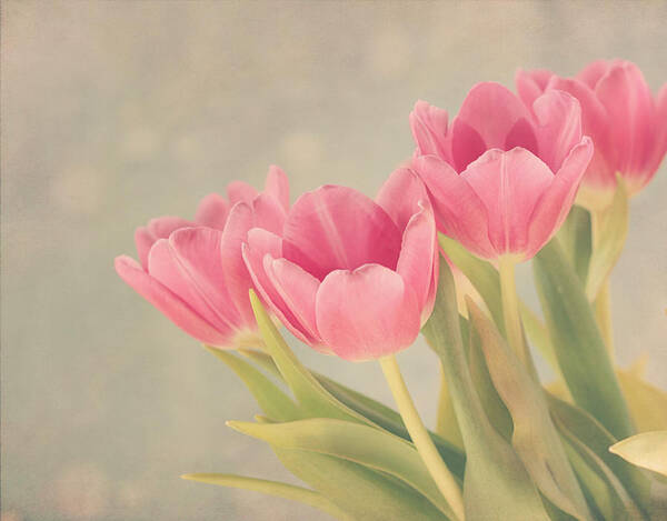 Tulip Art Print featuring the photograph Vintage Pink Tulips by Kim Hojnacki