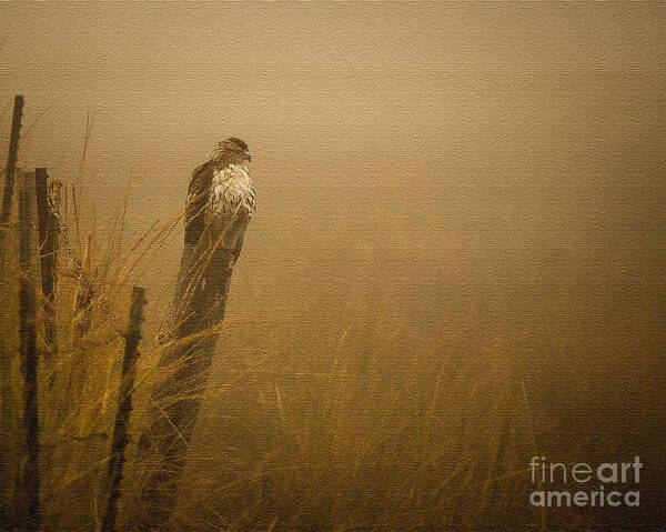 Nature Art Print featuring the photograph Waiting by Steven Reed