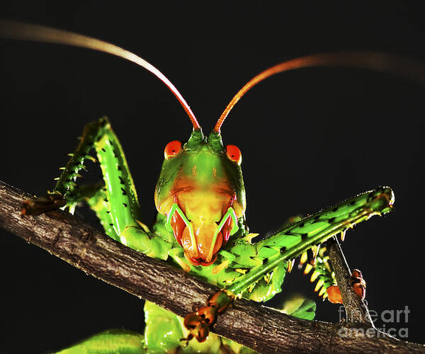 Katydid Art Print featuring the photograph Wassup by Richard Mason