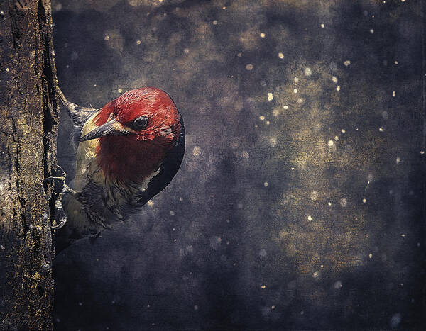 Red-breasted Sapsucker Art Print featuring the photograph Watching Me by Maria Angelica Maira