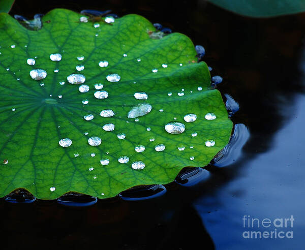 Water Art Print featuring the photograph Waterdrops on Lilypad by Nancy Mueller