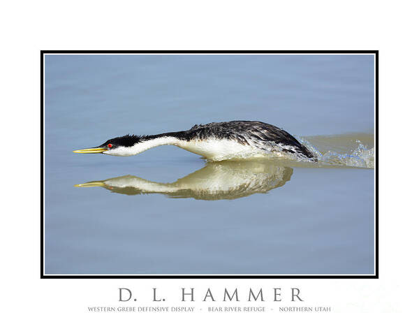 Bird Art Print featuring the photograph Western Grebe Defensive Display by Dennis Hammer