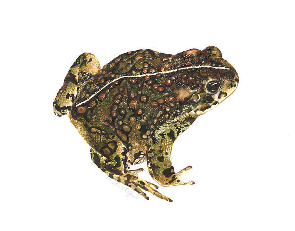 Anaxyrus Boreas Art Print featuring the painting Western toad by Cindy Hitchcock