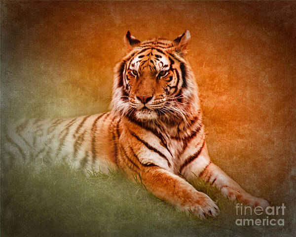 Bengal Tiger Art Print featuring the photograph What's New Pussycat? by Betty LaRue