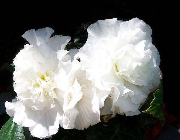 Trailing Art Print featuring the photograph White Begonia by Sharon Duguay