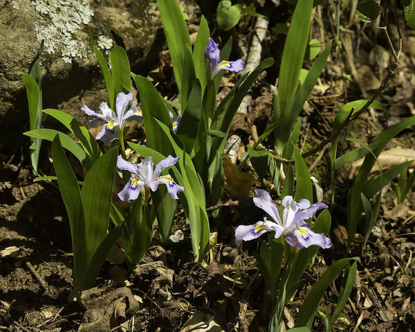 Wild Iris Art Print featuring the photograph Wild Crested Iris Lost Valley by Michael Dougherty