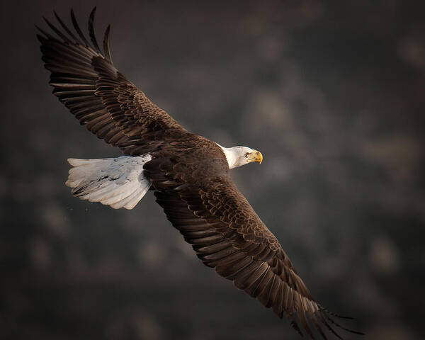 Bald Eagle Art Print featuring the photograph Wind Walker by Craig Leaper