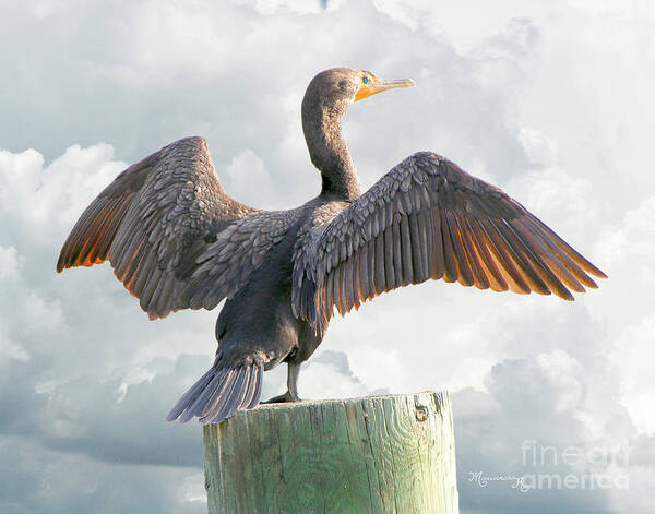Cormorant Art Print featuring the photograph Winging It by Mariarosa Rockefeller