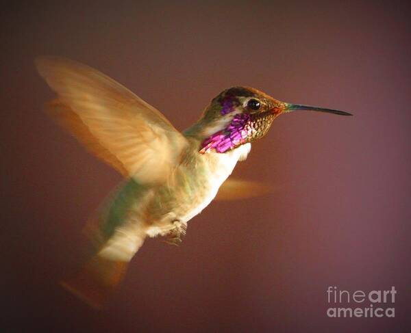 Hummingbirds Art Print featuring the photograph Wings of Gold by Marcia Breznay