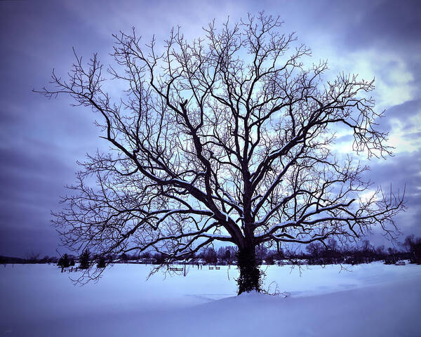 Tree Art Print featuring the photograph Winter Twilight Tree by Jaki Miller