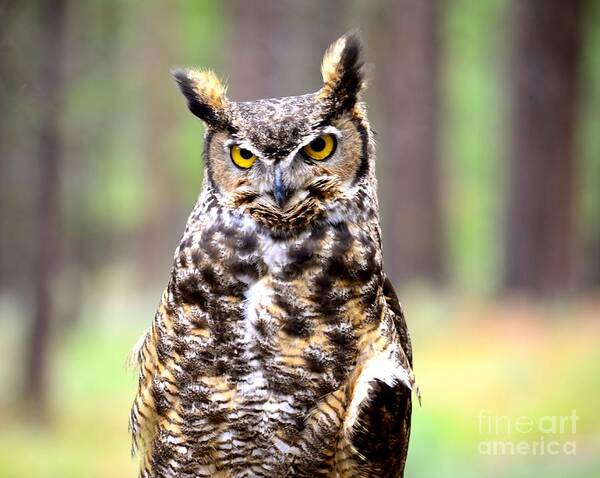 Great Horned Owl Art Print featuring the photograph Wisdom by Johanne Peale