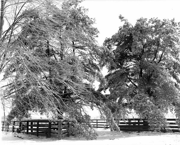 Wood Fence Art Print featuring the photograph Wood Fence by William Haggart