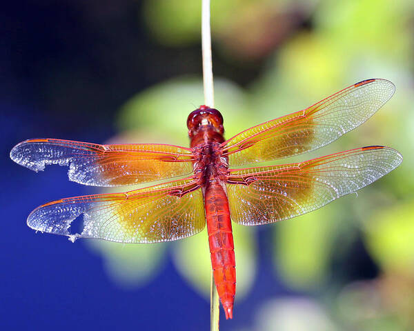 Dragonfly Art Print featuring the photograph Wounded Warrior by Shoal Hollingsworth