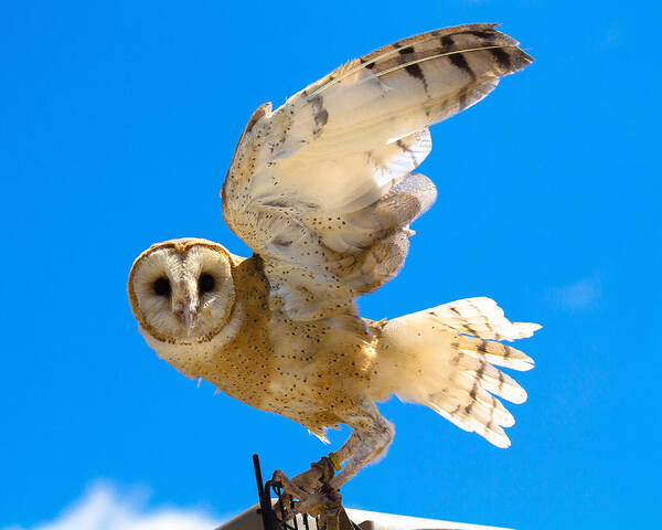Barn Owl Art Print featuring the photograph Yay No Barn Today by Robert L Jackson
