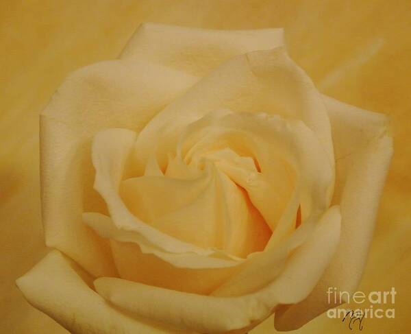 Photo Art Print featuring the photograph Yellow Beauty Rose by Marsha Heiken