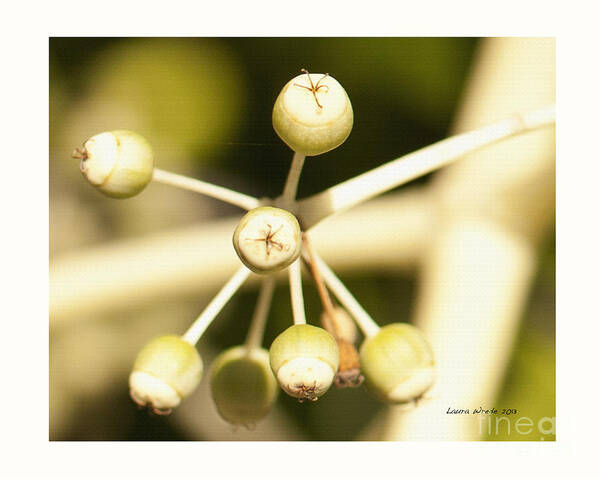 Berries Art Print featuring the photograph Yellow Berries by Artist and Photographer Laura Wrede