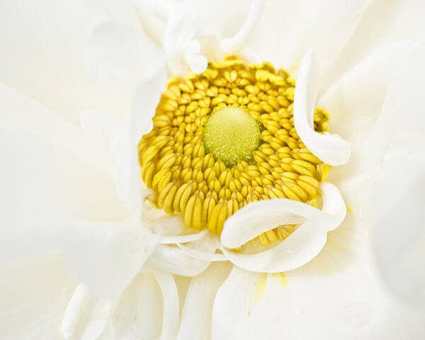 Floral Art Print featuring the photograph Yellow Embrace by Priya Ghose