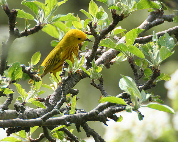 Wildlife Art Print featuring the photograph Yellow Warbler in Pear Tree by William Selander