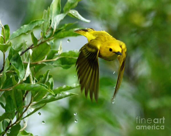 Bird Art Print featuring the photograph Yellow Warbler Takes Flight by Rodney Campbell