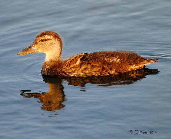 Duck Art Print featuring the photograph Young Mallard Hen at Ocracoke by Dan Williams