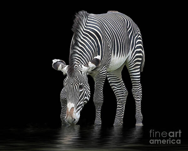 Zebra And Mill Pond Art Print featuring the photograph Zebra and the Mill Pond by Sheila Laurens