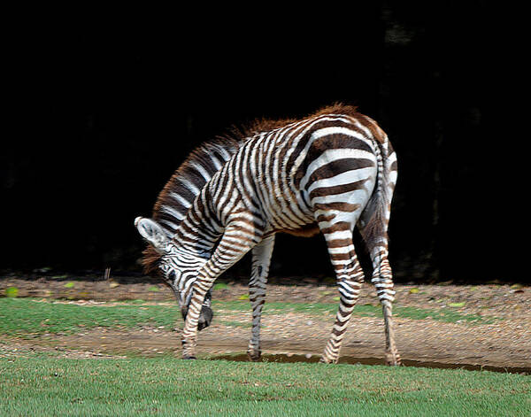 Zebra Art Print featuring the photograph Zebra Scratch by Maggy Marsh