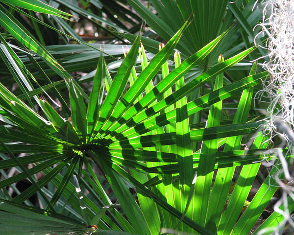 Nature Art Print featuring the photograph Palmetto Patterns by Peggy Urban