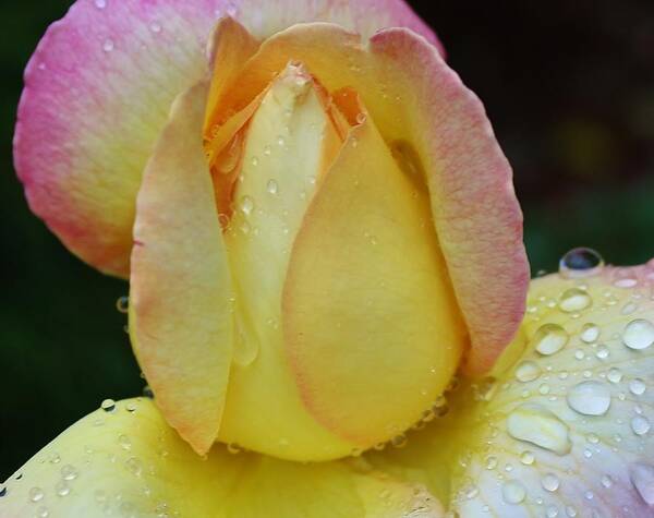 Flora Art Print featuring the photograph After the Rain #1 by Bruce Bley