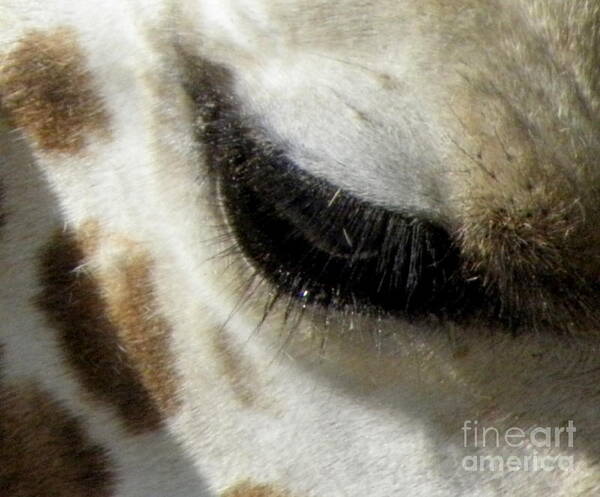 Giraffe Art Print featuring the photograph Giraffe Eye #1 by Kim Galluzzo