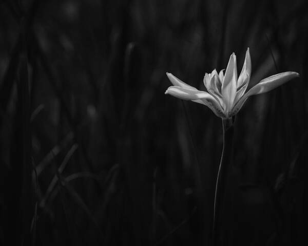 Black And White Art Print featuring the photograph Lily #1 by Mario Celzner
