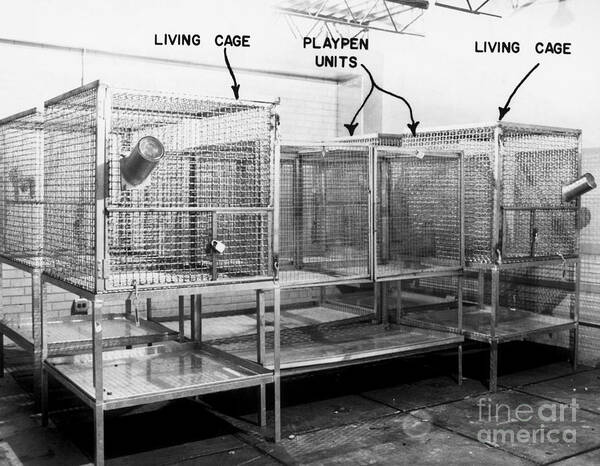 Playpen Art Print featuring the photograph Maternal Deprivation Research #1 by Science Source