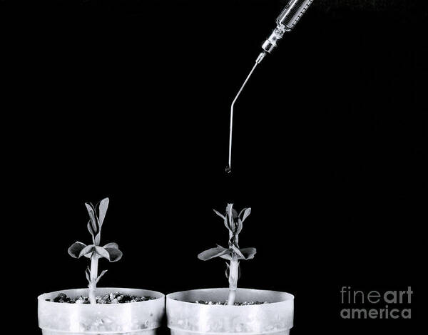 Science Art Print featuring the photograph Pea Plants Grown With Gibberellic Acid #1 by Omikron