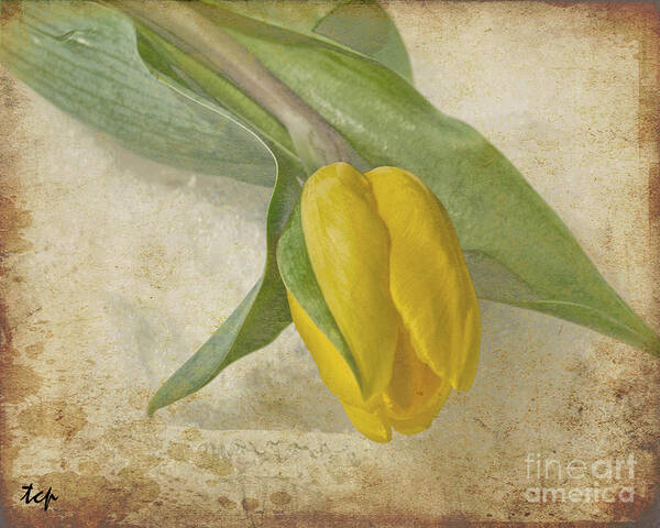 Flower Art Print featuring the photograph Romance #1 by Traci Cottingham