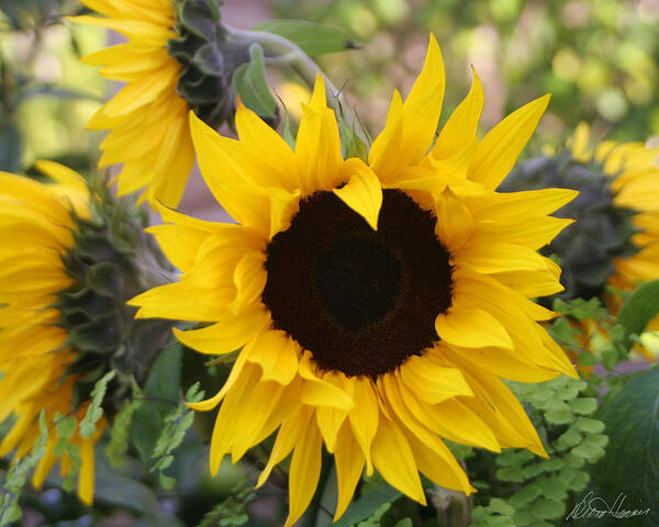 Sunflowers Art Print featuring the photograph Sunflowers #1 by Diana Haronis