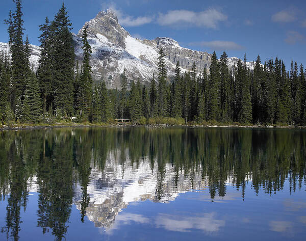 00176089 Art Print featuring the photograph Wiwaxy Peaks And Cathedral Mountain #1 by Tim Fitzharris