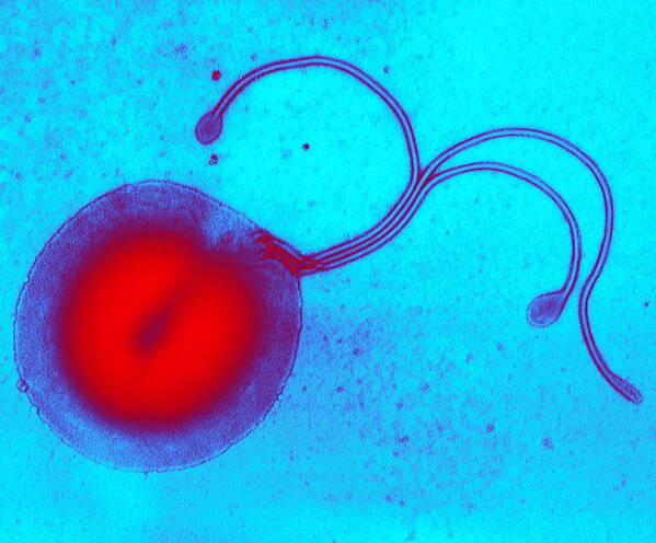 Helicobacter Pylori Art Print featuring the photograph Helicobacter Pylori Bacterium, Tem #2 by Biomedical Imaging Unit, Southampton General Hospital