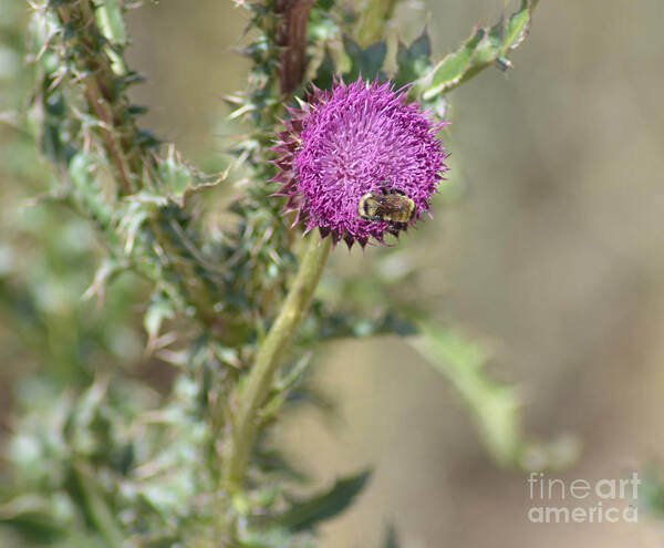 Bees Art Print featuring the photograph A Love Affair by Donna Greene